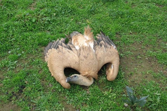 Animales intoxicados