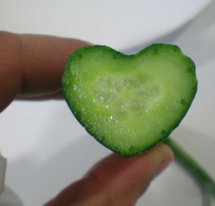 Pepino cultivado merced al acuerdo entre Tecnova y Hendrick's