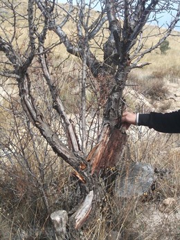 Daños En Cultivos De Sierra De Baza, Por Ciervos