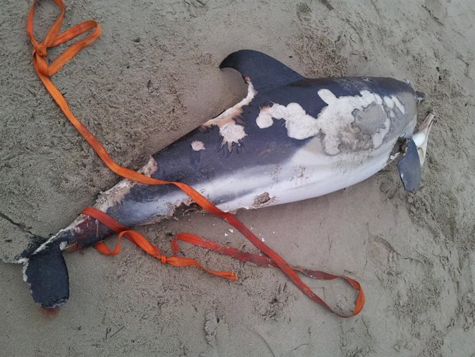 Uno de los delfines localizados.