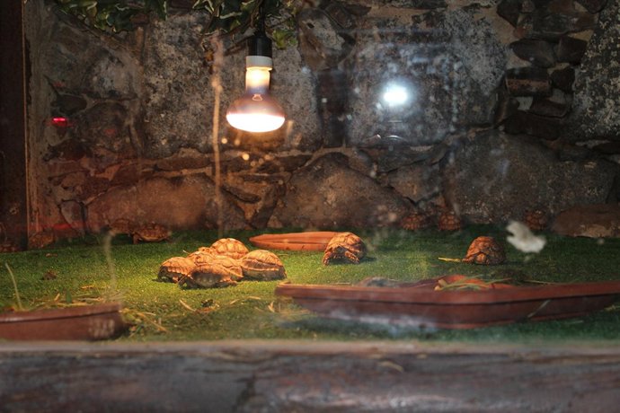 Guardería de tortugas de Oasis Park (Fuerteventura)