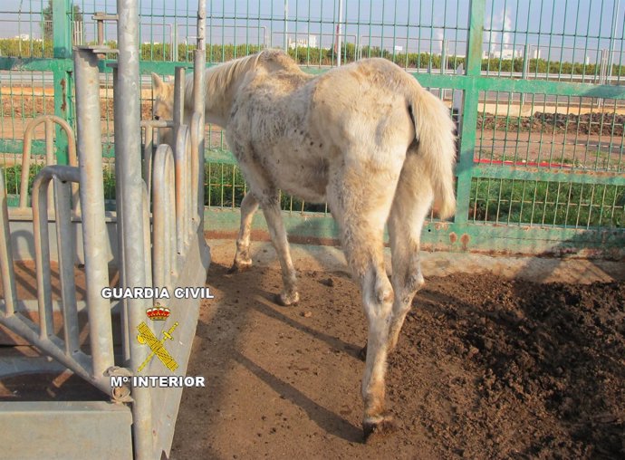 Uno de los caballos localizados en las instalaciones del detenido
