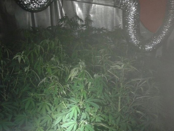 Plantación de Marihuana