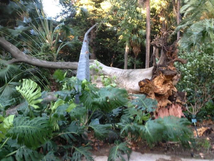 Ficus del Jardín de La Concepción derribado por el viento
