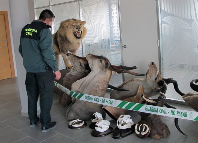 La Guardia Civil aprehende un león y otros especímenes africanos