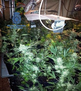 Laboratorio desmantelado de marihuana en Alacuas