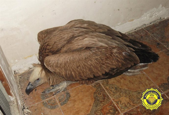 Buitre leonado encontrado