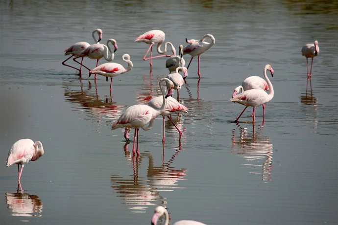Flamencos en la Albufera
