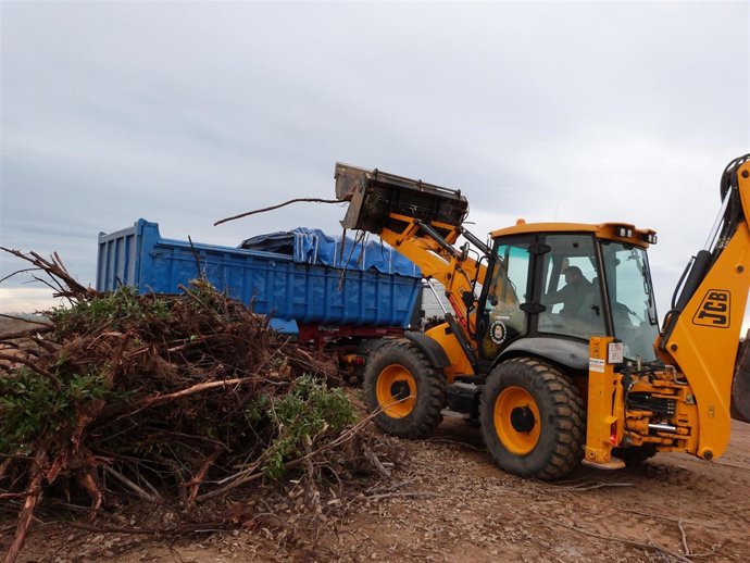 Arranque de eucaliptos previo a la plantación de flora autóctona