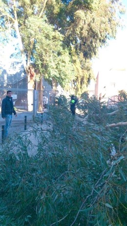 Caída de ramas en Murcia por las fuertes rachas de viento