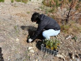 Reforestación, Plantabosques