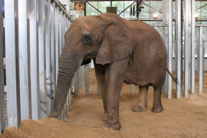 La Elefanta Bully Llega Al Zoo De Barcelona. Elefante. Paquidermo.