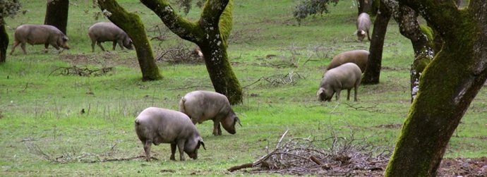 Cerdo ibérico