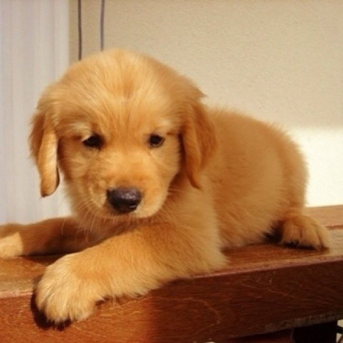 Perro