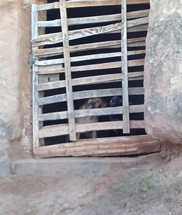 Imagen de unos perros en la localidad 