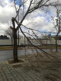 Gobernación mantiene la preemergencia por vientos fuertes en el interior y litoral norte de la provincia