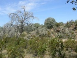 Seca de la encina, dehesa, Extremaudra
