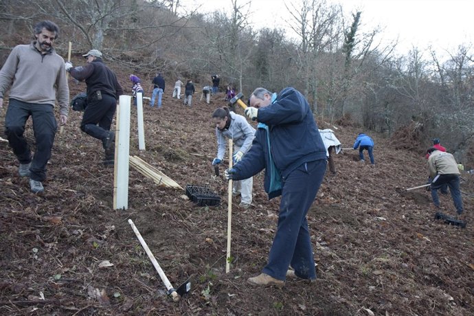 Plantación PROVOCA Pesagüero
