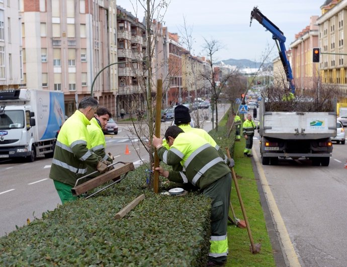 Reposición arbolado