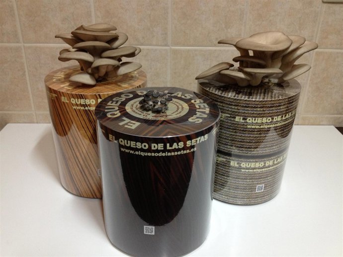 Queso de las setas