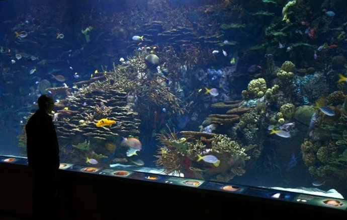 Imagen del acuario interior del Oceanogràfic
