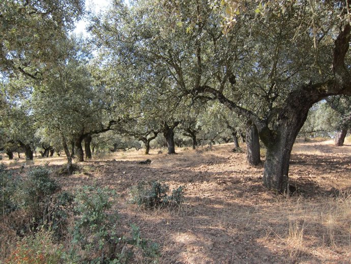 Dehesa Extermeña, Encinas
