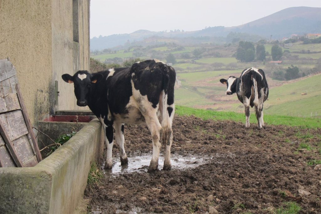 Las vacas alimentadas con linaza producen leche con ácidos grasos omega