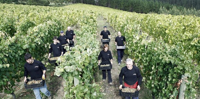 Vendimia en la bodega Señorío de Astobiza.