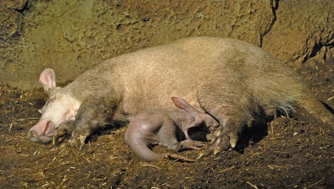 Nace por primera vez en Bioparc el oricteropo 