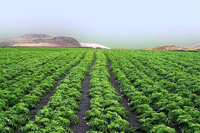 Cultivo de papas en Lanzarote