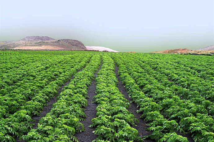 Cultivo de papas en Lanzarote