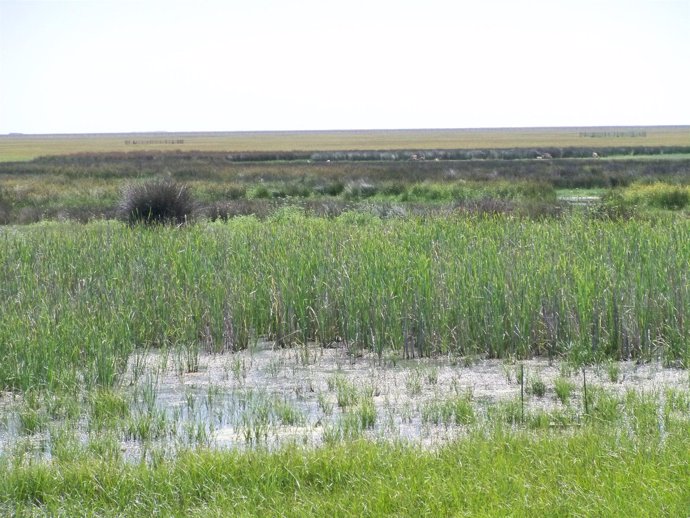 Vista De Las Marismas De Doñana