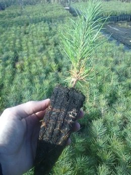 Plantación en una zona incendiada de Valdeolea