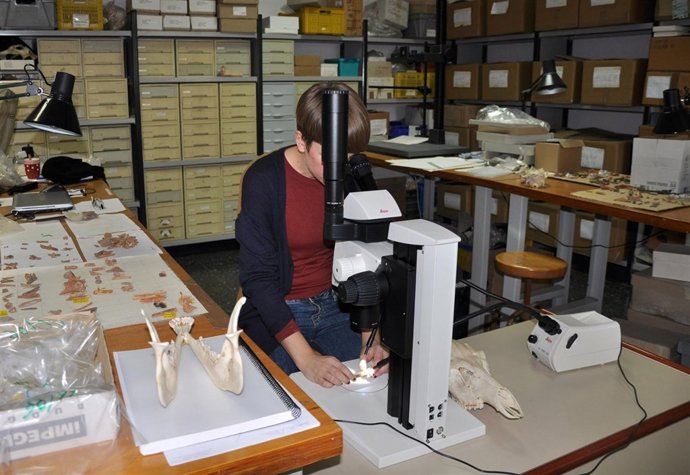 Investigaciones sobr el consumo de carne de ballena