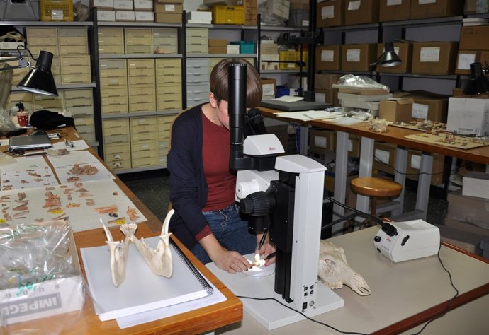 Investigaciones sobr el consumo de carne de ballena