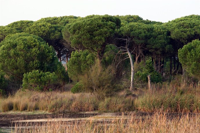 Parque Natural de Doñana