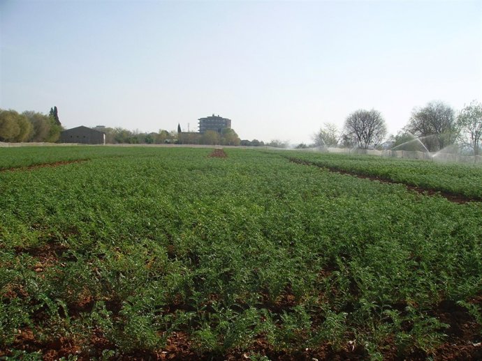 Plantación de garbanzos que ha sido objeto del estudio