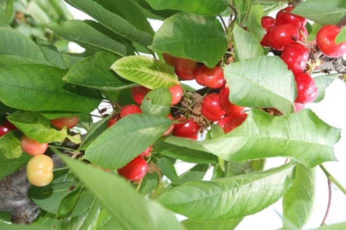 La imagen muestra un cerezo