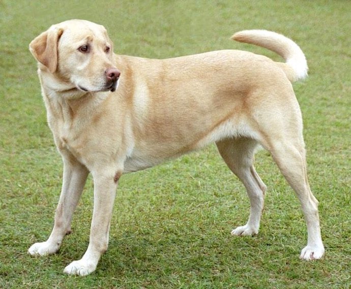 Perro labrador