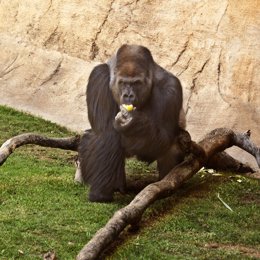 Un Orangután Degusta Una Fruta