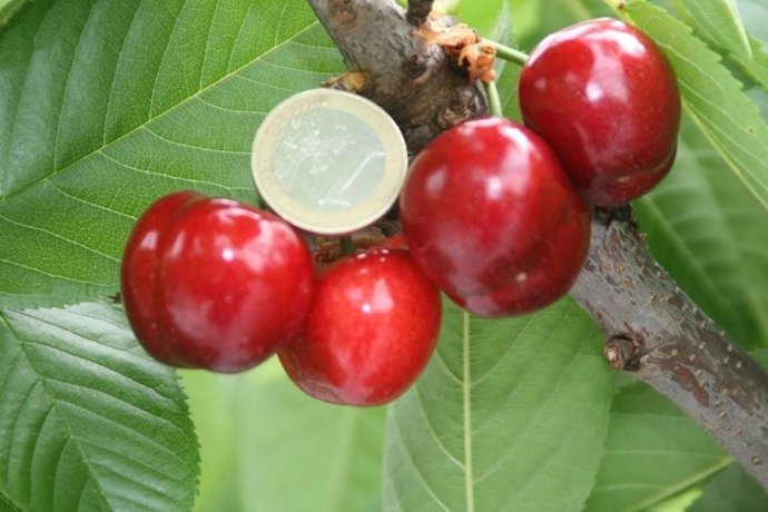 La imagen muestra el calibre de las cerezas en comparación con moneda de euro