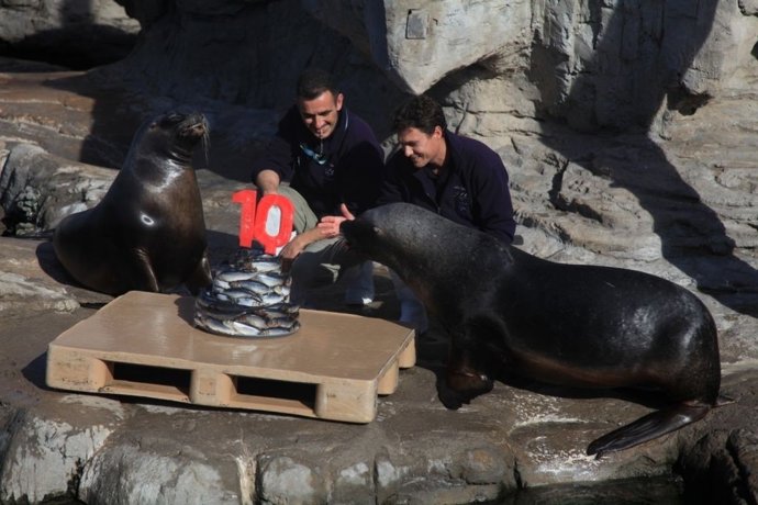 Décimo aniversario de l'Oceanogràfic 