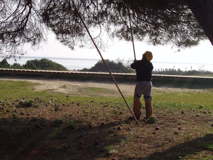 Piñero En Doñana. 