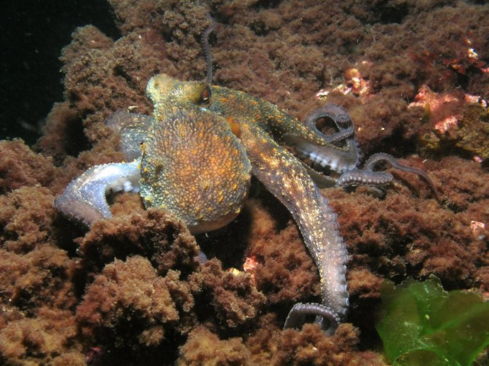 Pulpo