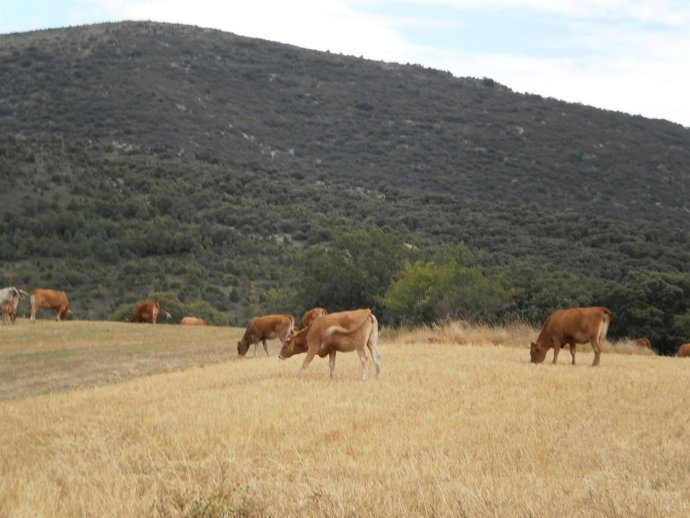 Vacas      