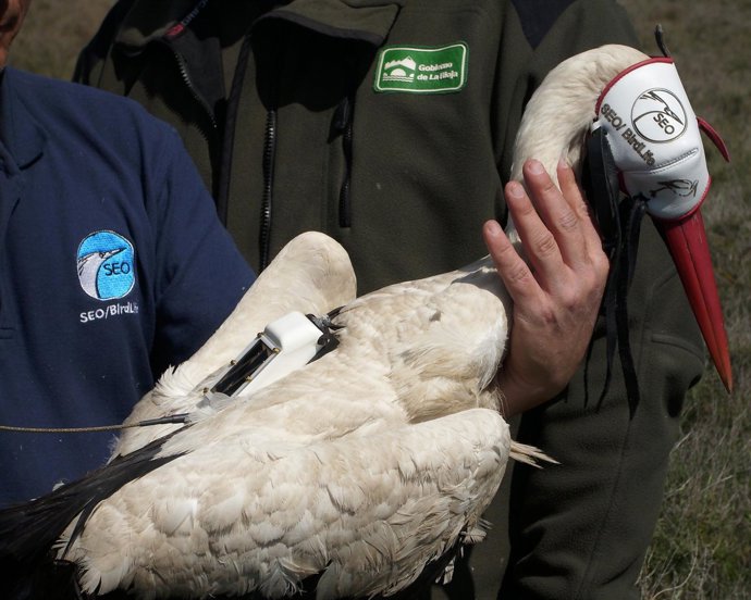 Cigüena marcada con GPS