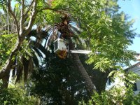 El picudo rojo acaba con cientos de palmeras en el campus de Espinardo de la Universidad de Murcia