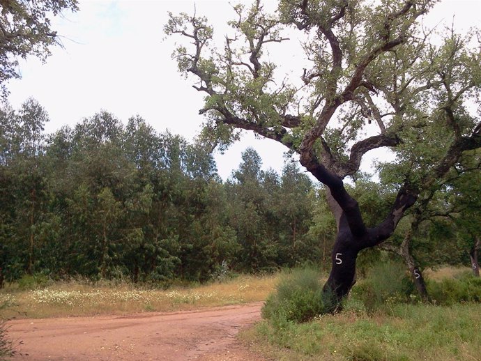 Finca De Propiedad De Ence. 