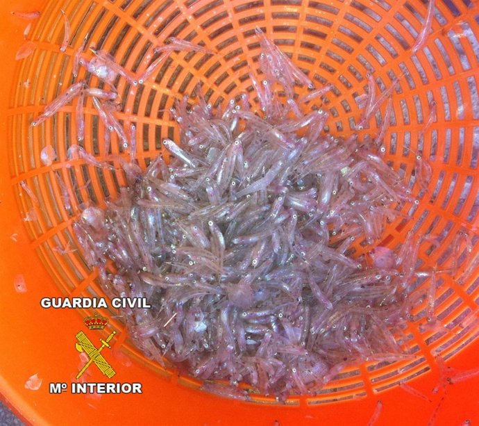 Adjunto Foto Pescado Inmaduro