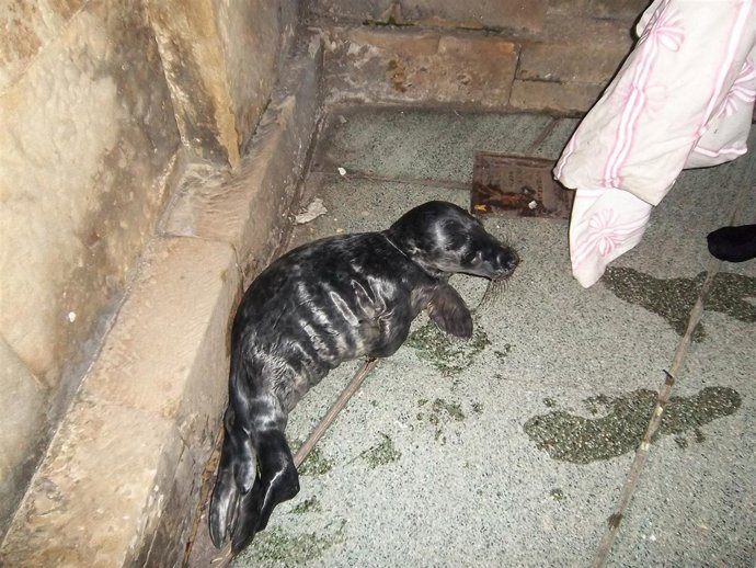 Cría de foca llocalizada en Xixón